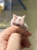 ハツカネズミの画像4