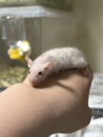 ハツカネズミの画像5