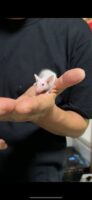 ハツカネズミの画像6