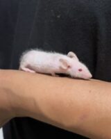 ハツカネズミの画像7