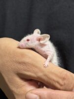 ハツカネズミの画像8