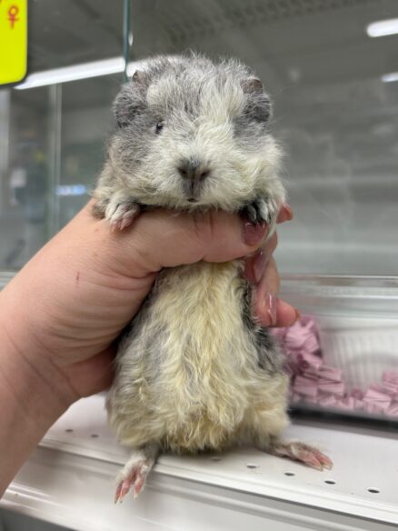 テディモルモットのメイン画像