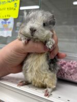テディモルモットの画像1