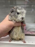 テディモルモットの画像2