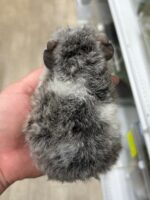 テディモルモットの画像4