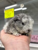 テディモルモットの画像6