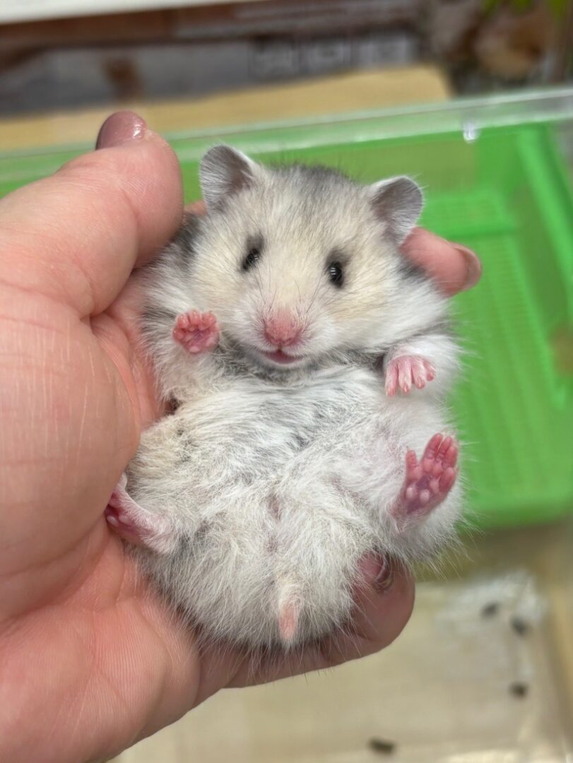 ゴールデンハムスター | ピュアアニマル