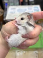 ゴールデンハムスターの画像1