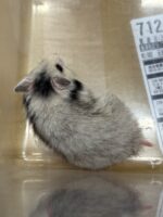 ゴールデンハムスターの画像2