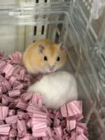 ジャンガリアンハムスターの画像2