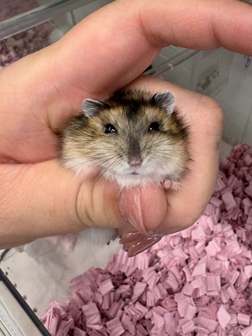 超可愛い　ジャンガリアンハムスターのベビー（ノーマル♂）2025年8月生まれのメイン画像