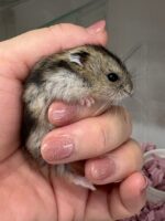 超可愛い　ジャンガリアンハムスターのベビー（ノーマル♂）2025年8月生まれの画像1