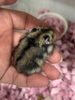 超可愛い　ジャンガリアンハムスターのベビー（ノーマル♂）2025年8月生まれの画像2