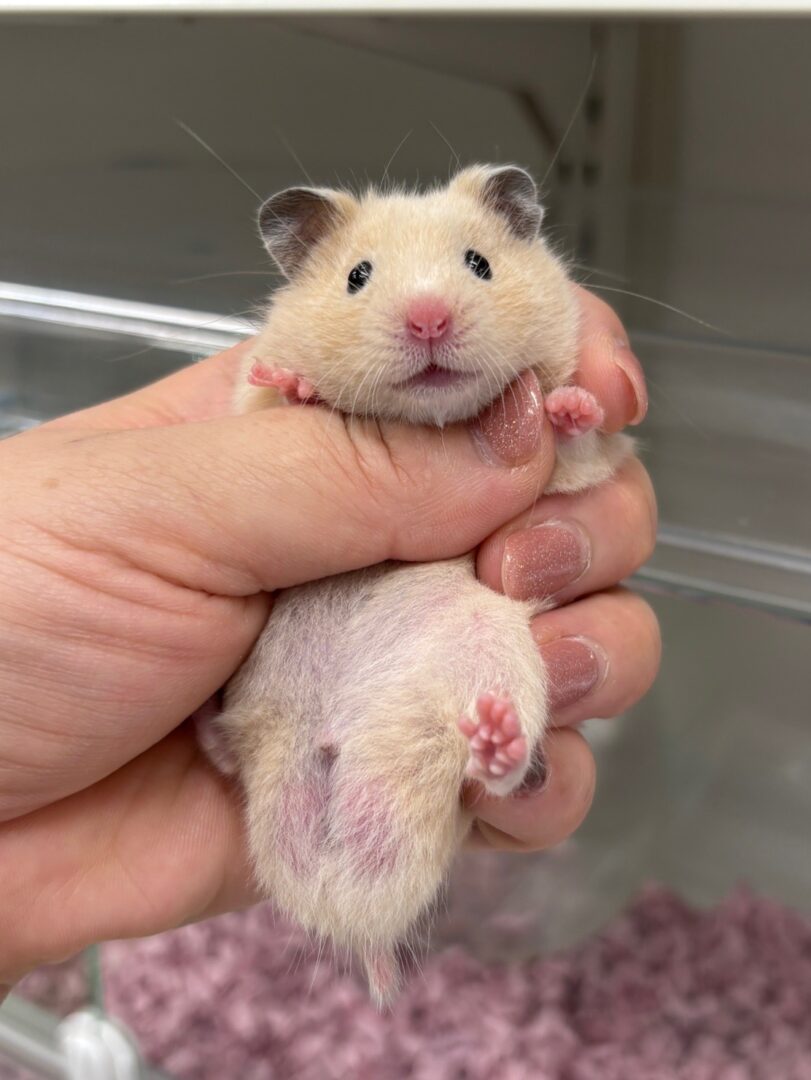 ゴールデンハムスターのメイン画像