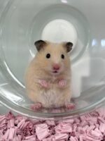 ゴールデンハムスターの画像1