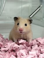 ゴールデンハムスターの画像2