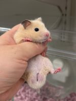 ゴールデンハムスターの画像3