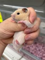 ゴールデンハムスターの画像4