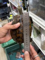 ニホンイシガメの画像4