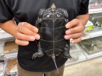ニホンイシガメの画像2