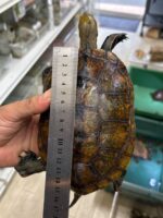 ニホンイシガメの画像3