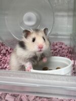 ゴールデンハムスターの画像3