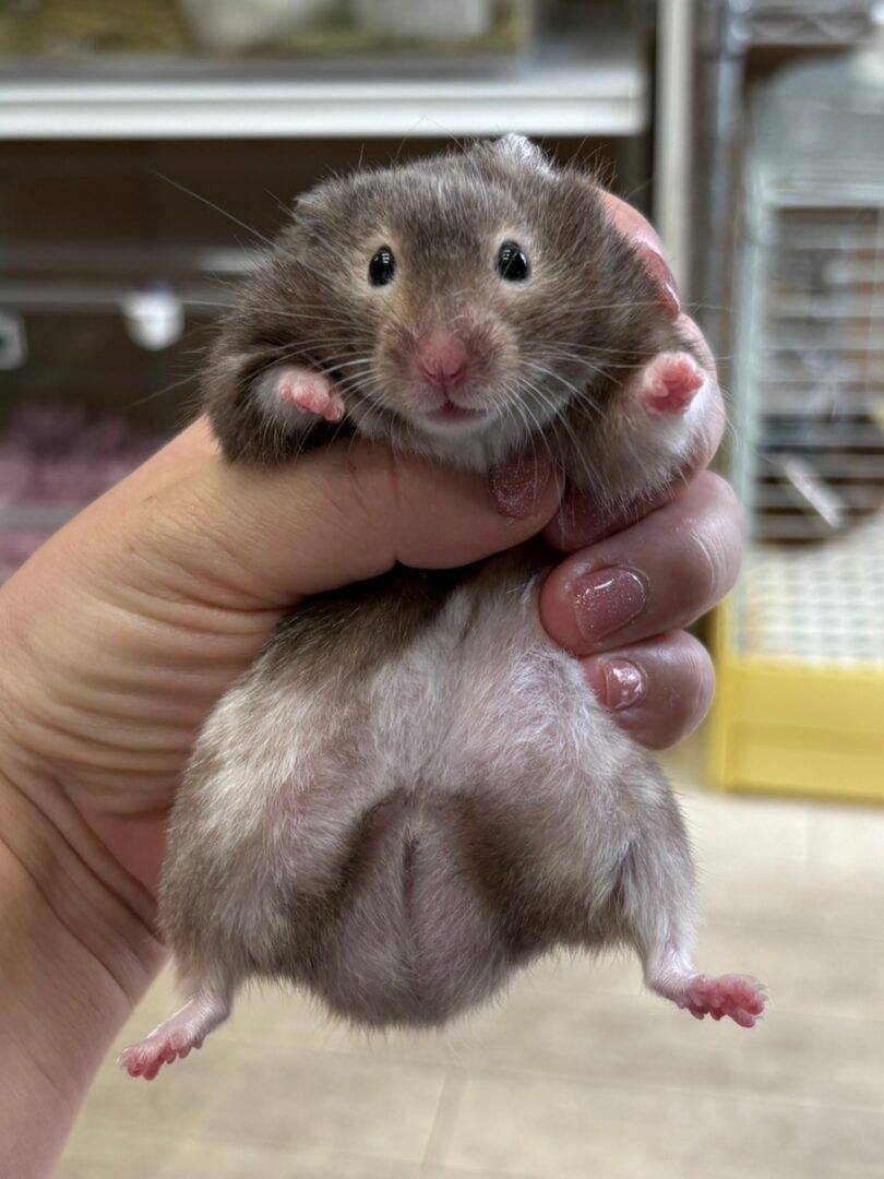 キンクマハムスターのメイン画像