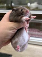 キンクマハムスターの画像1