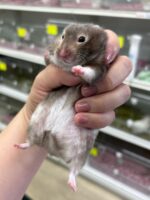 キンクマハムスターの画像2