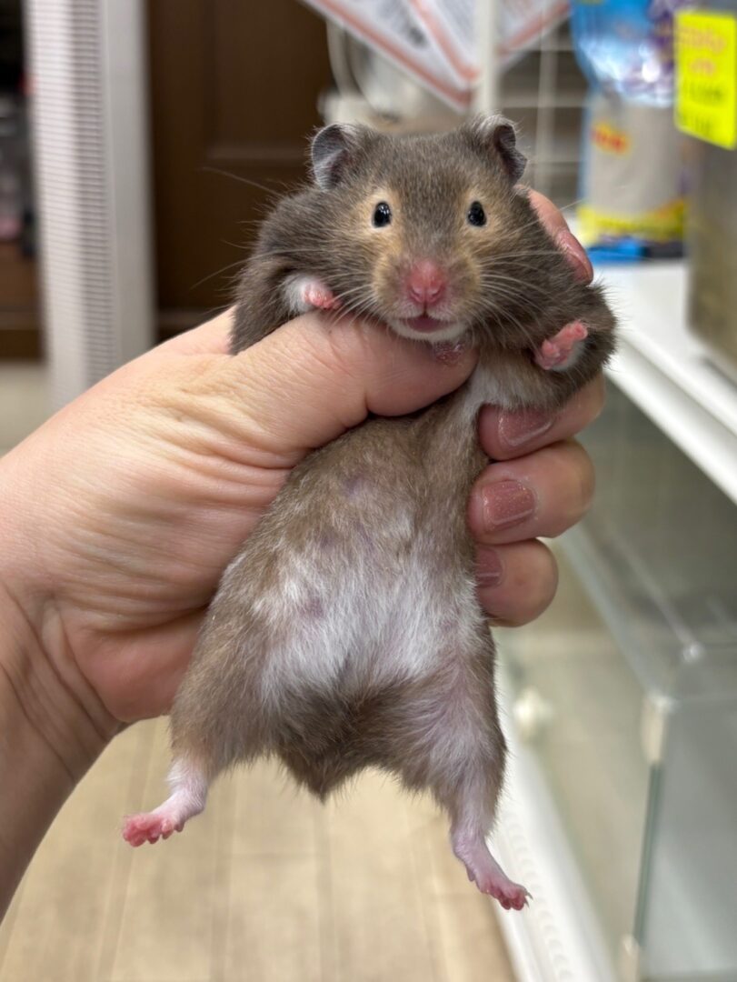 キンクマハムスターのメイン画像