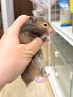 キンクマハムスターの画像1