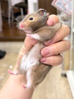 キンクマハムスターの画像2