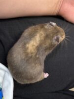 キンクマハムスターの画像3