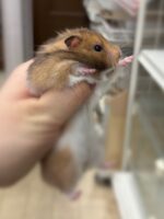 シリアンハムスターの画像1