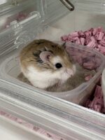 ロボロフスキーハムスターの画像3