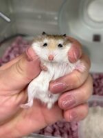 ロボロフスキーハムスターの画像2