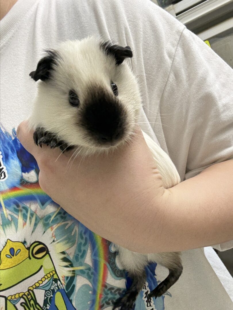 ロシアンスモーク（カルフォルニアン）モルモットのメイン画像