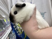 ロシアンスモーク（カルフォルニアン）モルモットの画像2