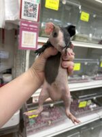 超可愛い！スキニーギニアピッグ（2025年8月31日生まれベビー♂）の画像2