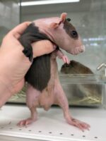 超可愛い！スキニーギニアピッグ（2025年8月31日生まれベビー♂）の画像4