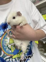 テディモルモットの画像1
