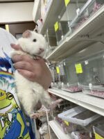 テディモルモットの画像2