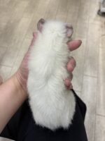 テディモルモットの画像3