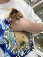 テディモルモットの画像4