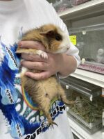 テディモルモットの画像5