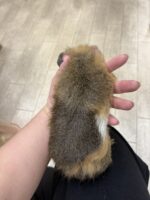 テディモルモットの画像6