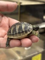 ヒガシヘルマンリクガメの画像1