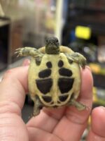 ヒガシヘルマンリクガメの画像3