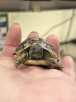ヒガシヘルマンリクガメの画像4