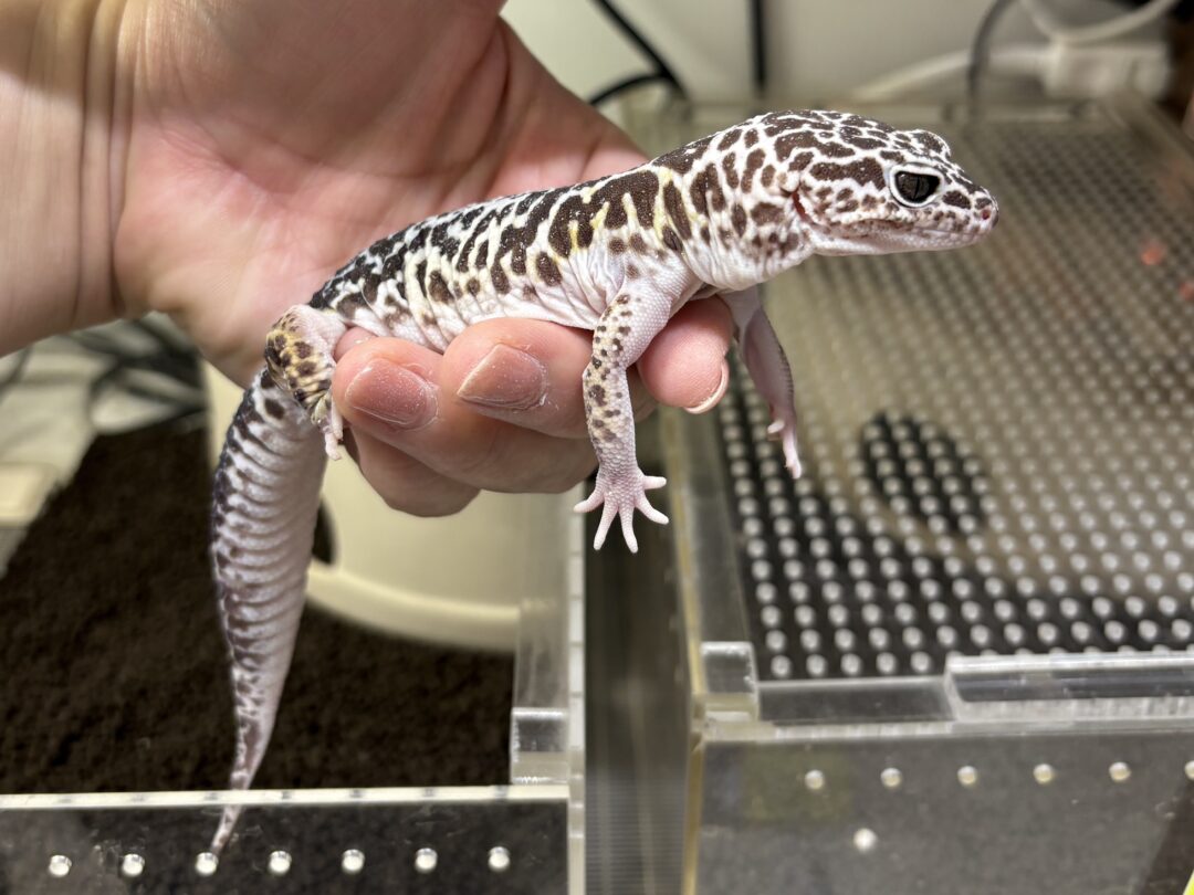 ダイオウトカゲモドキのメイン画像